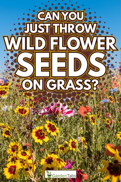 Can You Just Throw Wildflower Seeds On Grass? Flowers On Hillside, Planting Wildflower Seeds In Fall, Wildflowers On Hillside, Texas Wildflower Garden, Wildflower Meadow Garden, Wildflower Garden Ideas Backyards, Small Wildflower Garden, Meadow Landscaping, Square Foot Gardening Plans