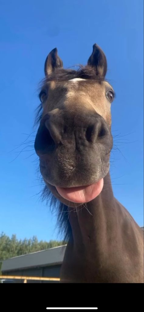 horse Horse Pfp Funny, Horse Profile Pic, Rarest Horse Breeds, Matching Horse Pfp, Horse Pictures Funny, Goofy Horse Pictures, Horse Funny Pictures, Cool Horse Pictures, Funny Horses Pictures