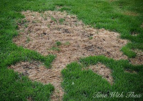 totally repair dead grass spots damaged by dog urine in 3 easy steps, lawn care, pets, pets animals Lawn Repair, Dog Urine, Diy Lawn, Lawn Care Tips, Lush Lawn, Dog Pee, White Picket Fence, Landscaping Company, Grass Seed