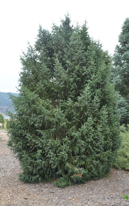 Information about the Riverside Serbian Spruce tree planted in the Varga Arboretum Cupressina Norway Spruce, Blue Sky Serbian Spruce, Hetzi Columnaris Juniper, Serbian Spruce, Weeping Nootka Cypress, Bruns Weeping Serbian Spruce, Spruce Tree, Trees To Plant, Summer Fun