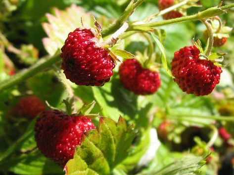 https://flic.kr/p/vKiXq | Alpine Strawberries Strawberry Seedlings, Alpine Strawberry, Ground Cover Seeds, Alpine Strawberries, Edging Plants, Strawberry Seed, Tiny White Flowers, Plants Growing, Seed Starter