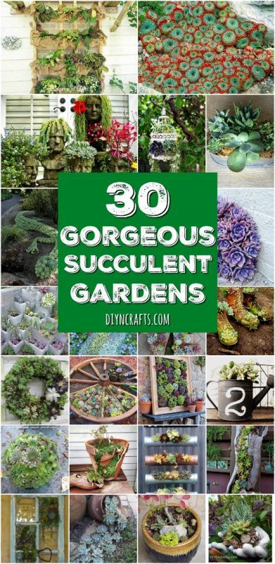 30 Captivating Backyard Succulent Gardens You Can Easily DIY - Curated and Created by DIYnCrafts.com Team Dish Gardens, Succulent Display, Succulent Landscape Design, Vertical Vegetable Garden, Succulent Garden Design, Succulent Gardens, Succulent Landscaping, Vertical Herb Garden, Succulent Garden Diy