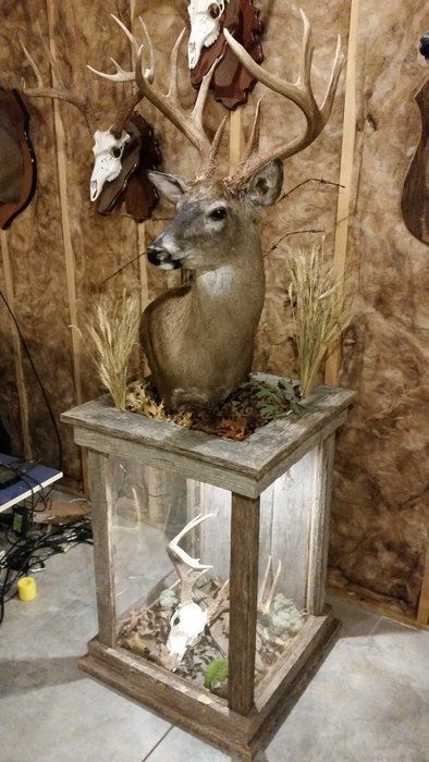 Barnwood Pedestal For Whitetail Mount Hunting Decor Living Room, Deer Mount Decor, Deer Mount Ideas, Hunting Home Decor, Deer Hunting Decor, Deer Heads Mount, Deer Antler Crafts, Taxidermy Decor, Deer Antler Decor