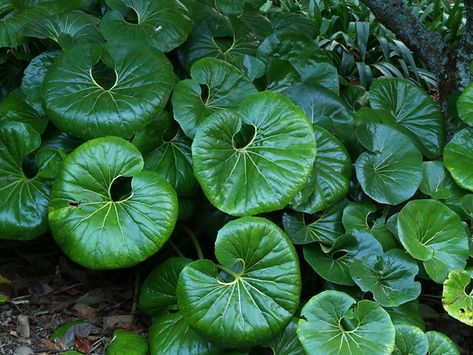 Image result for ligularia reniformis australia | Chinese money plant, Bountiful garden, Ground cover plants Ligularia Reniformis, Tractor Seat Plant, Chinese Money Plant, Fragrant Plant, Money Plant, Green Texture, Ground Cover Plants, Native Garden, Garden Landscape Design