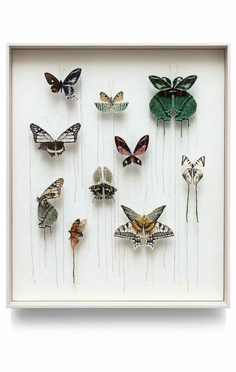 Sculpture Nature, Types Of Butterflies, Taxidermy Art, Broken Wings, Insect Art, Nature Collection, Photo Projects, Unique Animals, The Butterfly