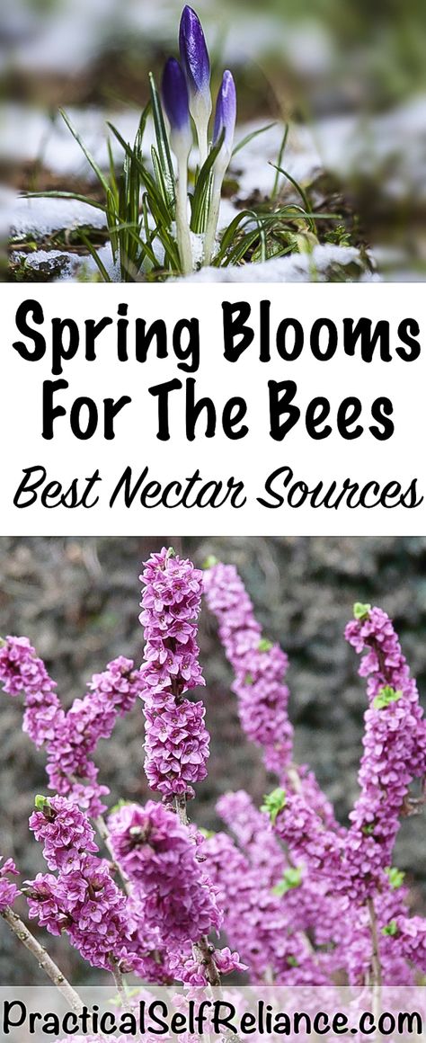 Spring Planting Guide, Flowers For Bees, Butterfly Stuff, Pollinator Garden Design, Honey Bee Garden, Toddler Garden, Spring Blooming Flowers, Homestead Animals, Garden Meadow