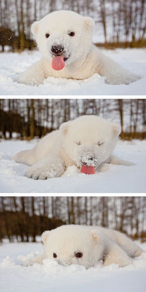 This Baby Polar Bear Saw Snow For The First Time                                                                                                                                                                                 More Baby Polar Bear, Baby Polar Bears, Cele Mai Drăguțe Animale, Nosara, Playing In The Snow, Bear Illustration, Polar Bears, Kuta, Cute Creatures