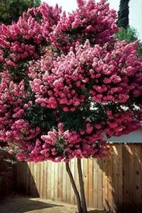 Best Dwarf Trees for Small Space Landscaping (Flowering and More) | Davey Blog | Davey Tree Small Tree Front Yard, Flowering Almond Tree, Mississippi Landscaping Ideas, Trees That Stay Small, Flowering Trees For Front Yard, Hydrangea Tree Landscaping, Small Shrubs For Landscaping, Small Trees For Flower Beds, Ornamental Trees Landscaping