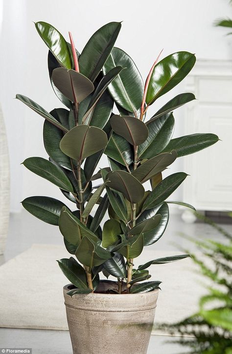 Big Leaf House Plants, Rubber Leaf Plant, Big Leaves Plant, Big Leafy Plants, Rubber Fig Plant, Indoor Ferns, Rubber Tree Plant, Rubber Plant, Indoor Trees