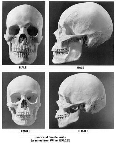 Skull Anatomy Practice, Human Skull Female, Male Vs Female Anatomy, Skull Study, Female Skull, Skull Anatomy, Forensic Anthropology, Kentucky University, Head Anatomy