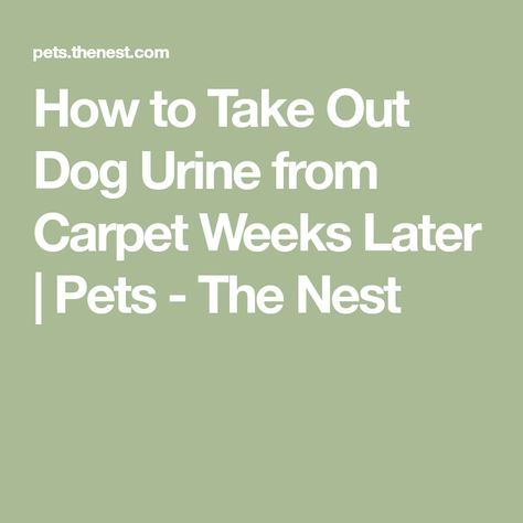 How To Remove Dried Dog Urine From Carpet, Remove Dog Urine Smell From Carpet, Dog Pee Smell Out Of Carpet Diy, Dog Urine Stains Out Of Carpet, Cleaning Dog Urine From Carpet, Removing Dog Urine From Carpet, How To Get Rid Of Pet Urine In Carpet, How To Remove Dog Urine From Carpet, How To Deep Clean Carpet Pet Urine