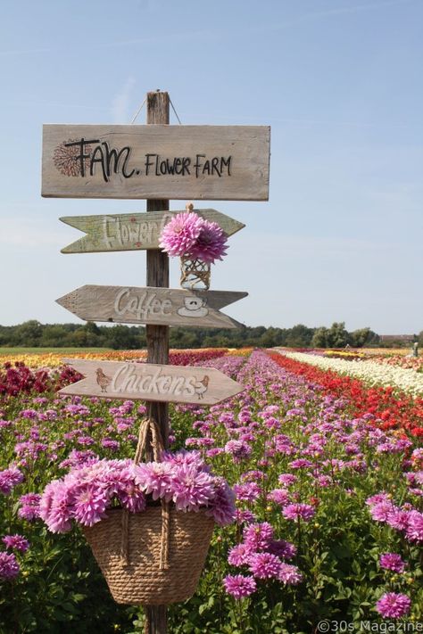 Dahlia Farm, Farm Cafe, Cut Flower Farm, Farm Layout, Growing Dahlias, Flower Business, Flower Farmer, Farm Photo, Cut Flower Garden