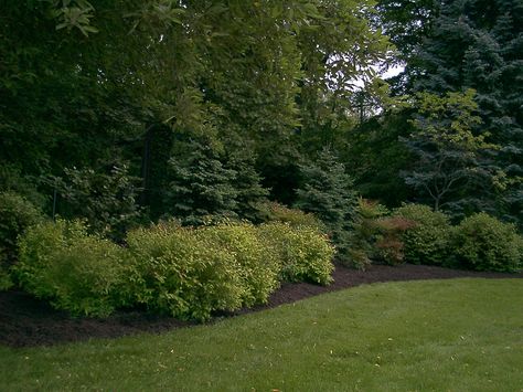 rear property line planting  Merion Station landscape design and installation. Buffer planting. Plants to screen a neighbors property. Blue Spruce, Spirea, Nandina, Sourwood, Viburnum.  posted on Flickr - Photo Sharing! by Garrett Churchill Acreage Landscaping, Evergreen Landscape, Landscape Design Ideas, Privacy Landscaping, Easy Landscaping, Garden Shrubs, Landscape Designs, Blue Spruce, Traditional Landscape