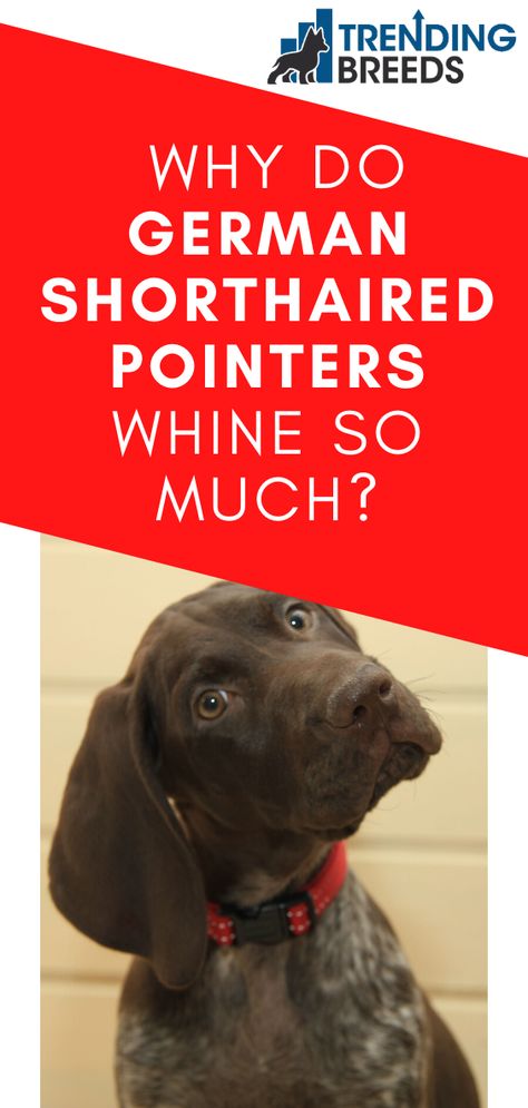 If your big, tough German Shorthaired Pointer spends a fair amount of time whining like a baby, you may wonder what’s going on with your dog.  The GSP is known to be a bit of a whiner, but that doesn’t mean that you shouldn’t be paying attention to why your GSP is whining.  Why do German Shorthaired Pointers whine so much? Gsp Puppy, German Short Haired Pointer Puppy, German Shorthaired Pointer Puppies, German Short Haired Pointer, German Shorthaired Pointer Black, Dog Whining, German Shorthaired Pointer Training, Pallet Dog House, Gsp Dogs