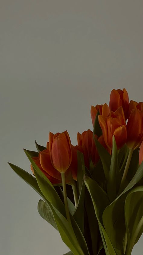 Orange Aesthetics, Tulips Orange, Room Collage, Tropical Flower Plants, Orange Tulips, Vintage Flowers Wallpaper, Boquette Flowers, Simple Phone Wallpapers, Cool Backgrounds Wallpapers