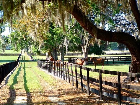 Southern Aesthetic, Beautiful Horses Photography, Costa Maya, Ocala Florida, Marion County, Tattoos Outdoors, Horse Aesthetic, Celebrities Tattoos, Dream Barn