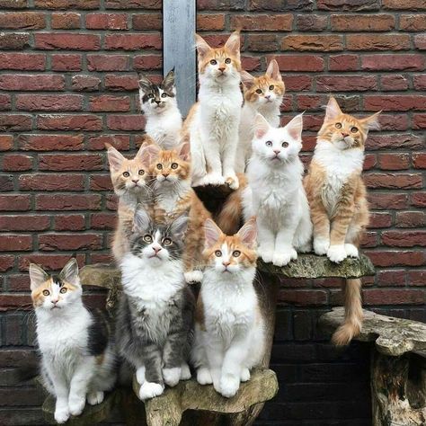 Class Of 2018: This Is How Animal Daycare Class Photos Would Probably Look Like - I Can Has Cheezburger? Group Of Cats, Haiwan Comel, Gatto Carino, Lots Of Cats, Cat Family, Funny Cat Pictures, Cute Cats And Kittens, Cats Meow, Cute Kittens