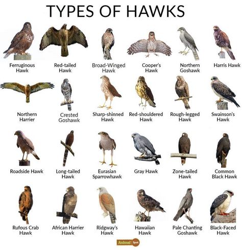 Hawk Facts, Types, Reproduction, Diet, Classification, Pictures Types Of Hawks, Hawk Species, Names Of Birds, Backyard Birds Watching, Animal Infographic, Hawk Pictures, Hawk Bird, Bird Facts, Bird Identification