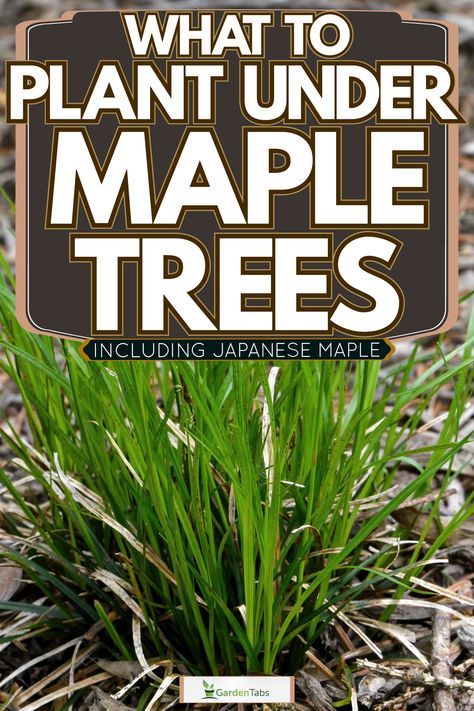 What To Plant Around Japanese Maple, Coral Bark Maple Tree, Plants Under Maple Tree, Landscaping Under Maple Trees, Purple Ghost Japanese Maple Tree, Trimming Japanese Maple Trees, What To Plant Under Maple Trees, Shishigashira Japanese Maple, Japanese Maple Companion Plants