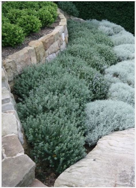 shrubs Landscape Contemporary, Small Front Yard Landscaping, Small Front Yard, Yard Landscape, Dry Garden, Coastal Gardens, Rock Garden Landscaping, Garden Types, Have Inspiration