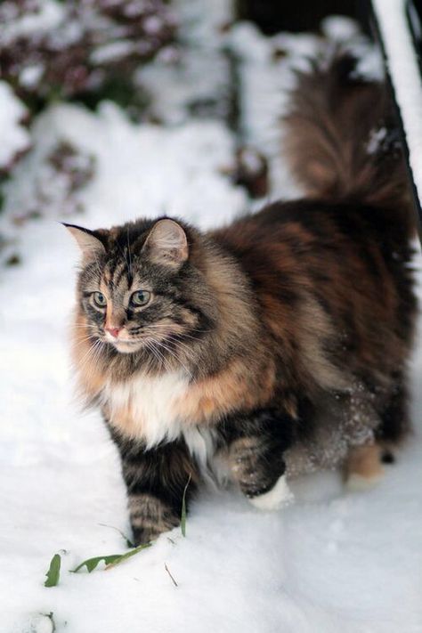 "Cats are smarter than dogs.  You can't get 8 cats to pull a sled through the snow." --Jeff Valdez Long Haired Cats, Söt Katt, Norwegian Forest, Siberian Cat, Gorgeous Cats, Forest Cat, Norwegian Forest Cat, Domestic Cat, Cute Kittens