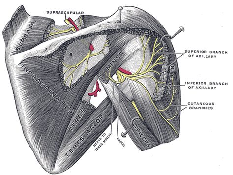 Rotator Cuff Tendinosis Shoulder Pain At Night, Infraspinatus Muscle, Axillary Nerve, Shoulder Anatomy, Nerve Anatomy, Radial Nerve, Rotator Cuff Tear, Rotator Cuff Injury, Tight Shoulders