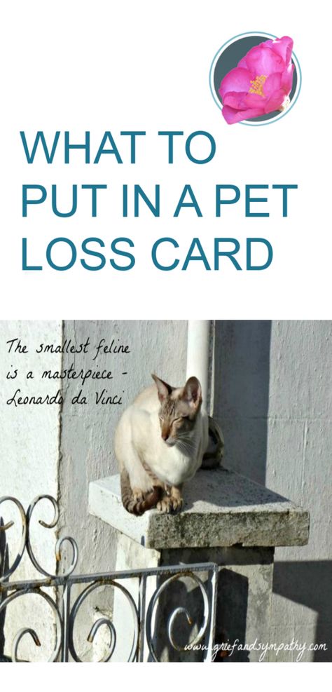 Pet Loss Card, Quotes For Comfort, Comforting Messages, Greeting Card Messages, Pet Quotes Dog, Pet Loss Cat, Dog Sympathy Card, Sympathy Notes, Cat Sympathy