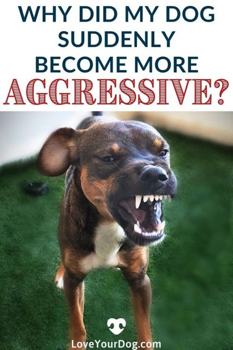 Did your dog suddenly become aggressive to you, or another animal? Perhaps it became aggressive to someone else in your home? Dog Training Aggression, Puppy Training Schedule, Pet Sitting Business, Dog Behaviorist, Dog Behavior Problems, Easiest Dogs To Train, Word Poster, House Training Dogs, Dog Training Advice