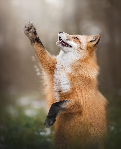 beautiful-wildlife: “Paws Up! by © Alicja Zmyslowska ” Red Fox, Fox, Red