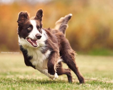 Dog Running Photography, Animals In Action Photography, Running Dog Reference, Dogs Reference Photography, Animal Reference Photos Action Poses, Dog Action Poses, Animal Action Poses, Dog Action Photography, Dog Poses Reference Photo