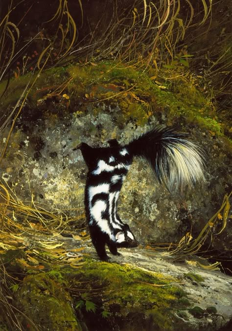 Michael Coleman b.1946. American wildlife artist. "Little Spotted Skunk" Skunk Tattoo, Spotted Skunk, Skunk Drawing, American Wildlife, Anatomy Sketches, Wildlife Artists, Pretty Animals, Nature Journal, 2d Art