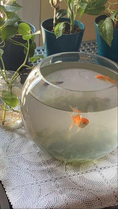 Goldfish Aesthetic, Aesthetic Fish, Tanaman Air, Golden Fish, Foto Ideas Instagram, Where The Heart Is, Goldfish, Aesthetic Photography, Instagram Aesthetic