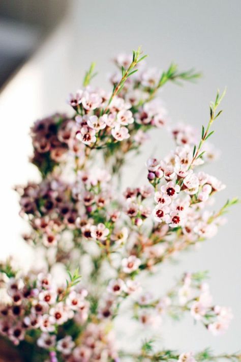 wax flower - Whenever someone asks for baby's breath, I try to steer them to this instead - much more tasteful and unique Truck Garden, Flower Aesthetics, Bouquet Champetre, Filler Flowers, Small Pink Flowers, Wax Flower, Alpine Plants, Plant Garden, Garden Types