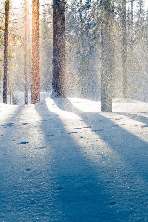 Snow Is Falling, Winter Schnee, Winter Light, Winter Magic, Winter Beauty, Snow Scenes, Winter Wonder, Winter Solstice, On The Ground