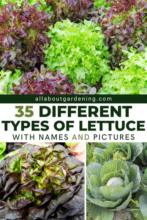 Different Types Of Lettuce, Lettuce Types, Lettuce Benefits, Lettuce Varieties, Purple Lettuce, Lettuce Garden, Garden Lettuce, Planting Lettuce, Vegetable Planting Guide