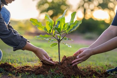 People hands planting small tree in suns... | Premium Photo #Freepik #photo #tree-planting #plant-hand #seedling #plant-tree Small Tree Plant, Planting A Tree Aesthetic, Planting Trees Aesthetic, Environment Pictures Nature, People Planting Trees Drawing, Plant Trees Save Earth, People Planting Trees, Tanu Jain, Photos Of Trees