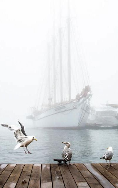 Sea Gulls, Navi A Vela, Artist Jewelry, Sea Dream, Bar Harbor Maine, Cottage By The Sea, Nordland, Sea Colour, Boat Art