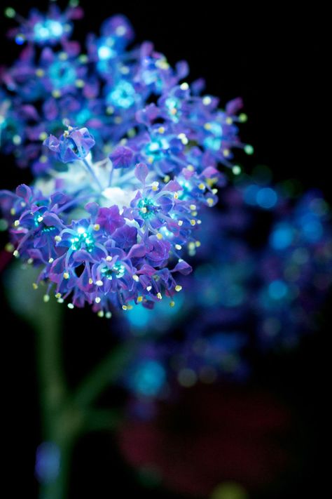 I Photographed The Invisible Light That Plants Emit Ultraviolet Color, Glowing Flowers, Seni Cat Air, Bright Flowers, 판타지 아트, Fotografi Potret, Blue Aesthetic, Flower Wallpaper, Flower Making