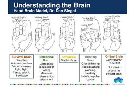 Social Work Theories, Dan Siegel, Brain Busters, Coping Skills Activities, Healthy Coping Skills, Brain Learning, The Human Brain, School Social Work, Emotional Awareness