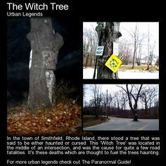 Paranormal Facts, Creepy Urban Legends, Witch Tree, Fun Facts Scary, Creepy Quotes, Paranormal Photos, Paranormal Stories, Real Ghost, Scary Facts