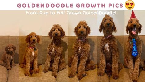 Puppy Growth Pictures, Standard Golden Doodle Full Grown, Goldendoodle Outfits, Irish Doodle Full Grown, Groodle Full Grown, Golden Doodles Full Grown, Golden Doodle Full Grown, Cockerpoo Full Grown, Mini Golden Doodle Full Grown