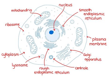 The SER, Vacuole, and Centriole - Cell Organelles Ep 6 - Zoë Huggett Tutorials Smooth Endoplasmic Reticulum, Cell Nucleus, Endoplasmic Reticulum, Prokaryotic Cell, Biology Revision, Cell Organelles, Biology Worksheet, Eukaryotic Cell, A Level Biology