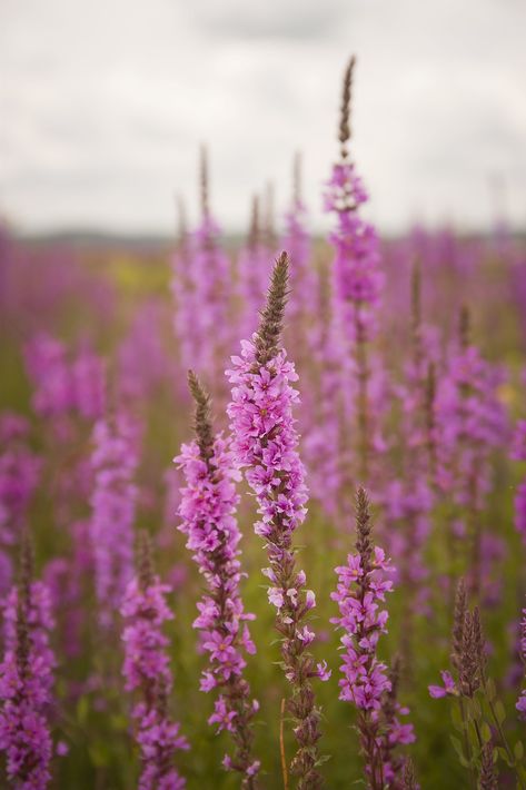 Purple Loosestrife Plants, Uk Wildflowers, Nordic Garden, Purple Loosestrife, Outdoor Herb Garden, Perennial Flowers, Pond Plants, Missouri River, River Bank