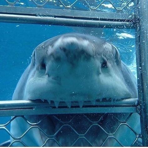 Shark Banners Discord, Sharks Being Cute, Cute Great White Shark, Sharks Cute, Silly Sharks, Shark Photos, Shark Pictures, Shark Bait, Cute Shark