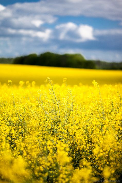 Mustard Seed Plant, Field Of Yellow Flowers, Yellow Field, Yellow Fields, Floral Border Design, Art Gallery Wallpaper, Pretty Plants, Yellow Aesthetic, Jeju