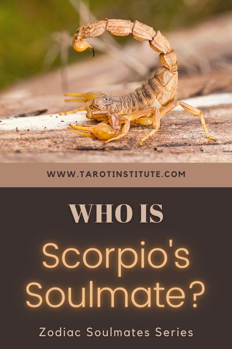 In this article, we're going to find out Who is Scorpio’s Soulmate and how can Tarot Cards help them find one! Scorpio Leo Tattoo Combined, Scorpio Names, Scorpio And Cancerian, Scorpio Husband, Pisces X Scorpio Couple, Scorpio Soulmate, Scorpio Zodiac Traits, Pisces And Scorpio Compatibility, Zodiac Soulmates