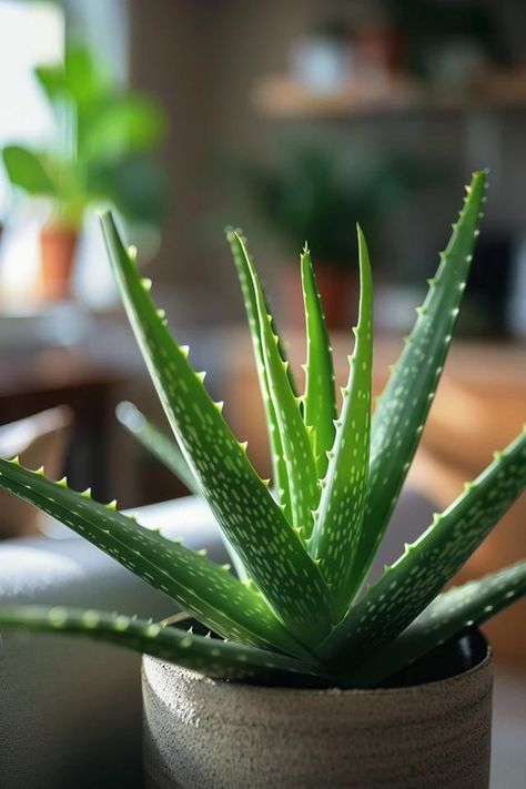 How To Make Aloe Vera Grow Faster: Boosting Growth Medicinal Aloe Vera Plant, Aloe Vera Plant Aesthetic, Aloe Vera Aesthetic, Alovera Plant, Aloe Vera Tree, Plantas Aesthetic, Types Of Aloe Plants, Aloe Vera Plant Care, Growing Aloe Vera