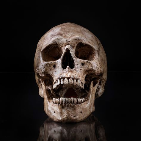 Scary Skull Skull Open Mouth, Skull Reference, Great Jokes, Real Ghosts, Figure Reference, Skulls And Roses, Human Skull, Anatomy Reference, Open Mouth