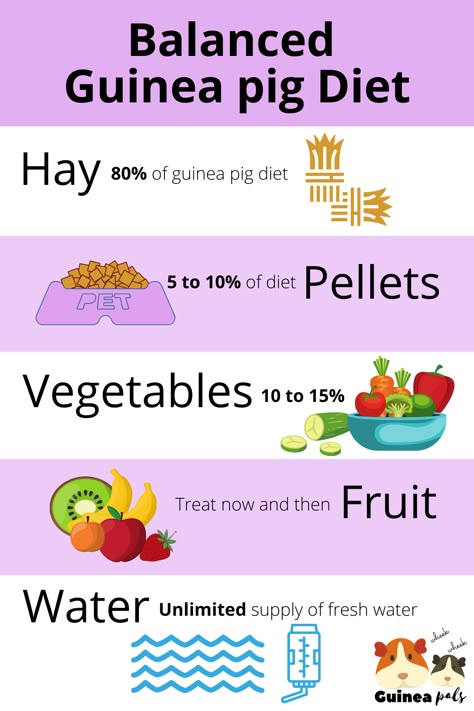 What you should feed your guinea pigs and what quantities.  Safe foods list for guinea pigs. Guinea Pig Snacks, Guinea Pig Food List, Diy Guinea Pig Toys, Guine Pig, Guinea Pig Diet, Pig Facts, Diy Guinea Pig Cage, Guinea Pig Diy, Guinea Pig Food