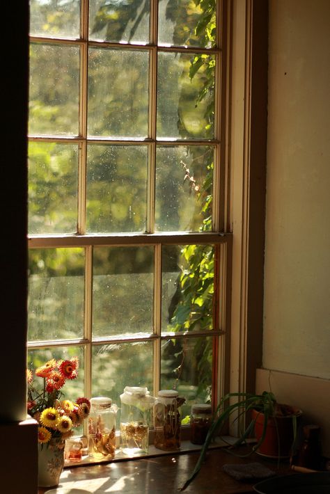 Straw Flowers & Chives in vinigar | Flickr - Photo Sharing! Straw Flowers, An Open Window, Beautiful Windows, Trondheim, Flowers Wallpaper, Window View, Celebrate Christmas, Through The Window, Open Window